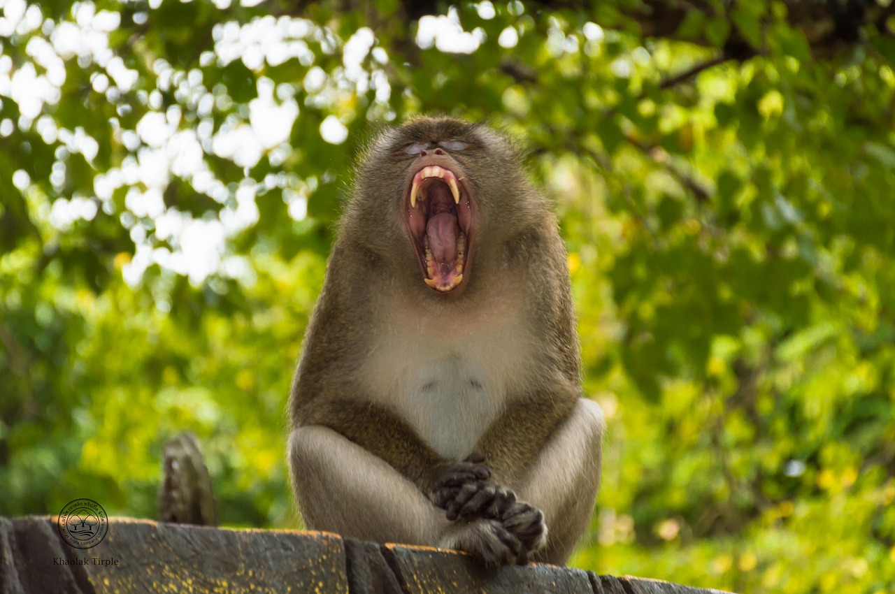 scimmia arrabbiata